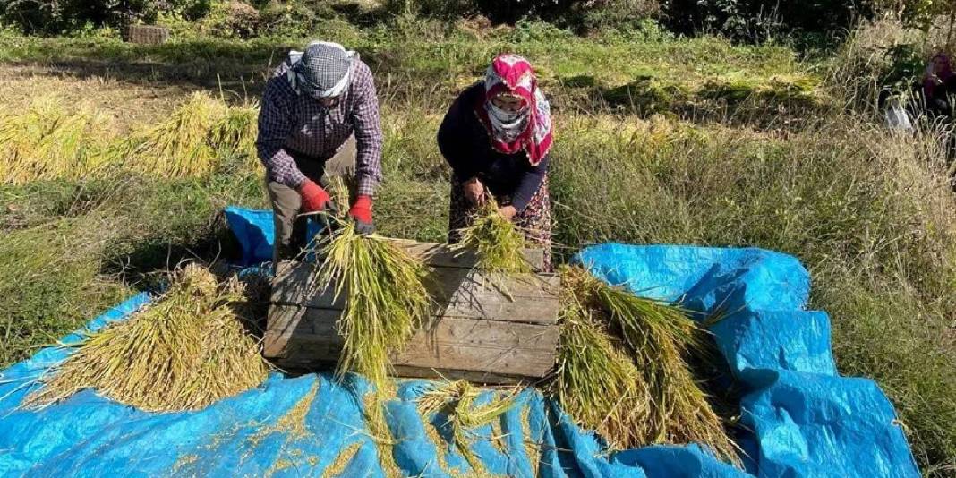 Görüntüsüne aldanmayın, bu iş “Çok zor”! Geleneksel üretim bu yörede de başladı: Üretici her şeye rağmen güldü 5